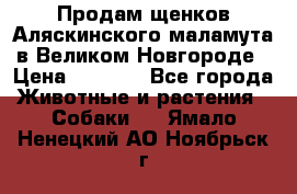 Продам щенков Аляскинского маламута в Великом Новгороде › Цена ­ 5 000 - Все города Животные и растения » Собаки   . Ямало-Ненецкий АО,Ноябрьск г.